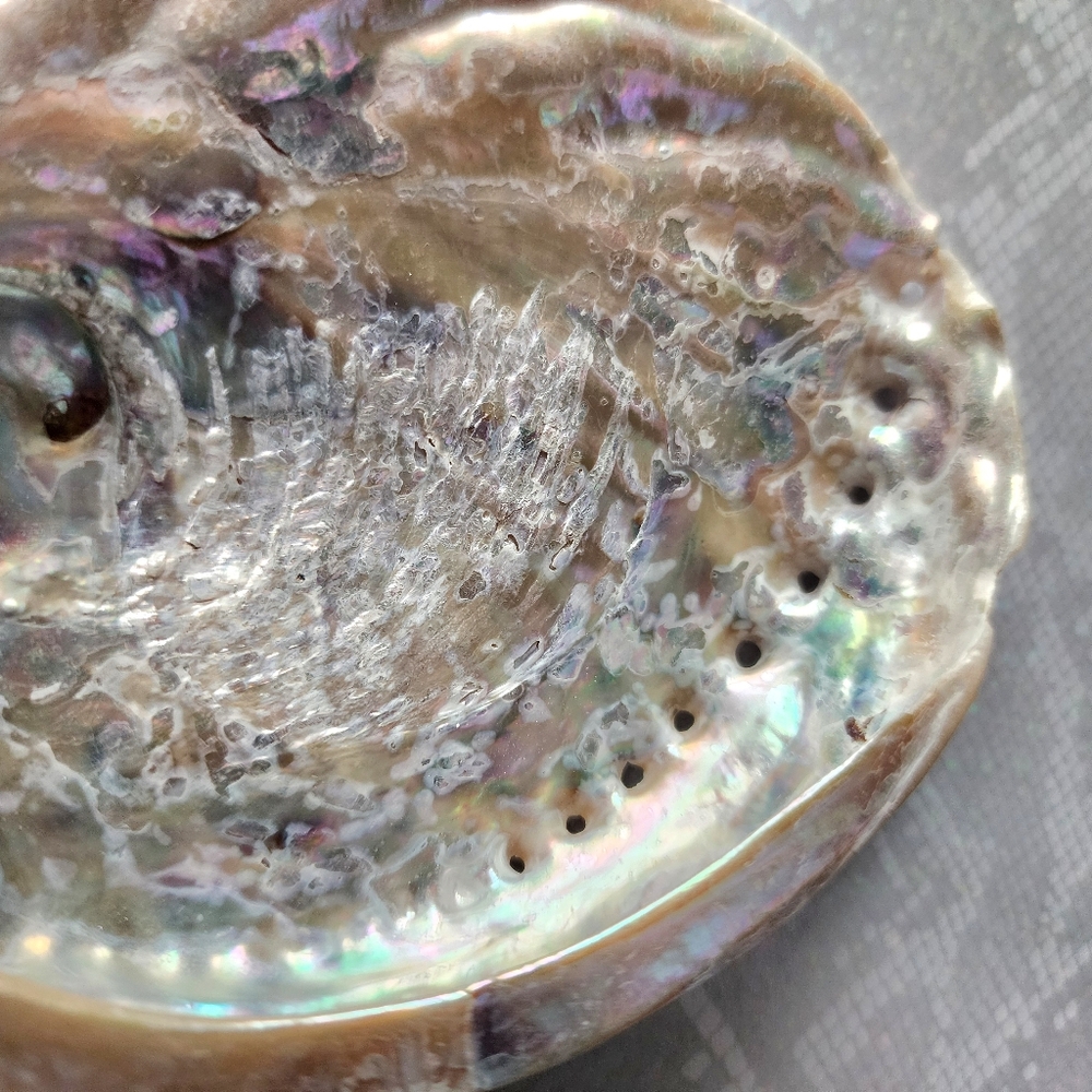 🤍 Abalone Smudging Shell - Picture 5 of 7